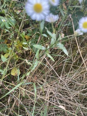Erigeron annuus