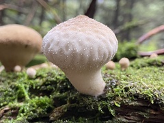 Lycoperdon perlatum