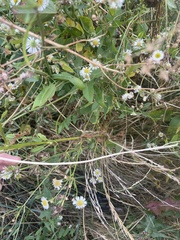 Erigeron annuus