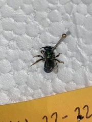 Augochloropsis metallica