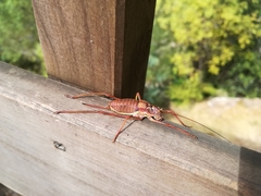 Lluciapomaresius asturiensis