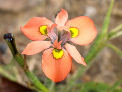 Moraea papilionacea
