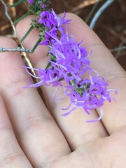 Liatris punctata