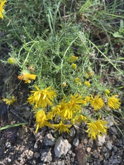 Xanthisma spinulosum