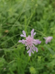 Scabiosa