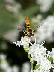 Sphaerophoria contigua