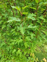 Acer ginnala