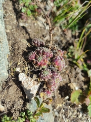 Sempervivum arachnoideum
