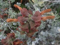 Salvia aurea