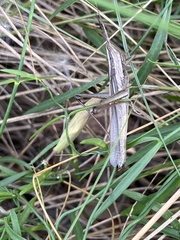 Mermiria intertexta