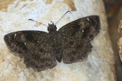 Staphylus hayhurstii