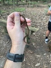 Thamnophis saurita