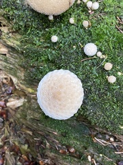 Lycoperdon perlatum