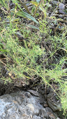 Cyclospermum leptophyllum