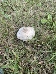 Agaricus