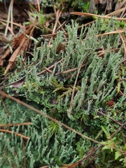 Cladonia cenotea