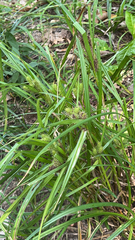 Carex frankii