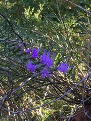 Liatris punctata
