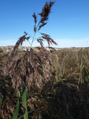 Phragmites australis