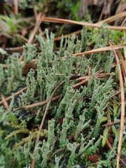 Cladonia cenotea