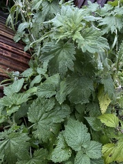 Leonurus quinquelobatus