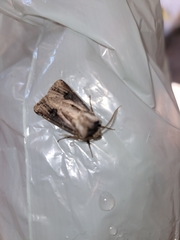 Agrotis venerabilis