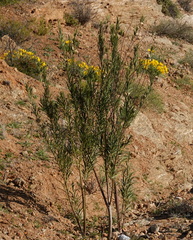 Gomphocarpus fruticosus