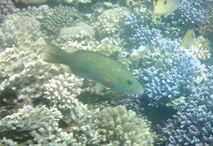 Oxycheilinus digramma