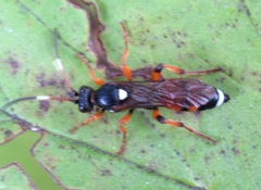 Ichneumon sarcitorius