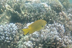 Pomacentrus sulfureus