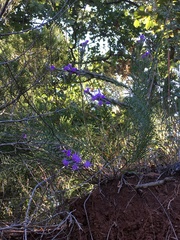 Liatris punctata