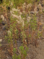 Solidago lepida