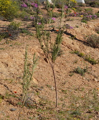 Gomphocarpus fruticosus