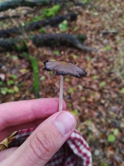 Basidiomycota