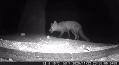 Vulpes vulpes fulvus