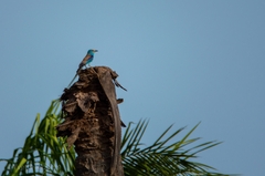 Coracias abyssinicus