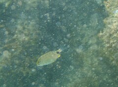 Diplodus annularis