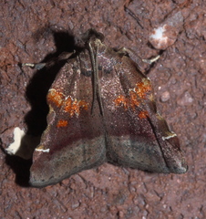Clydonopteron sacculana