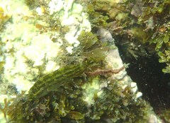 Symphodus melops