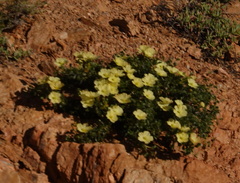 Monsonia