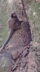 Callithrix penicillata