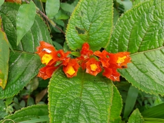 Chrysothemis