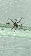 Loxosceles reclusa