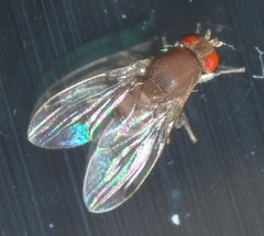 Leucophenga varia