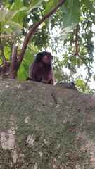 Callithrix penicillata