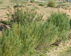 Gomphocarpus fruticosus