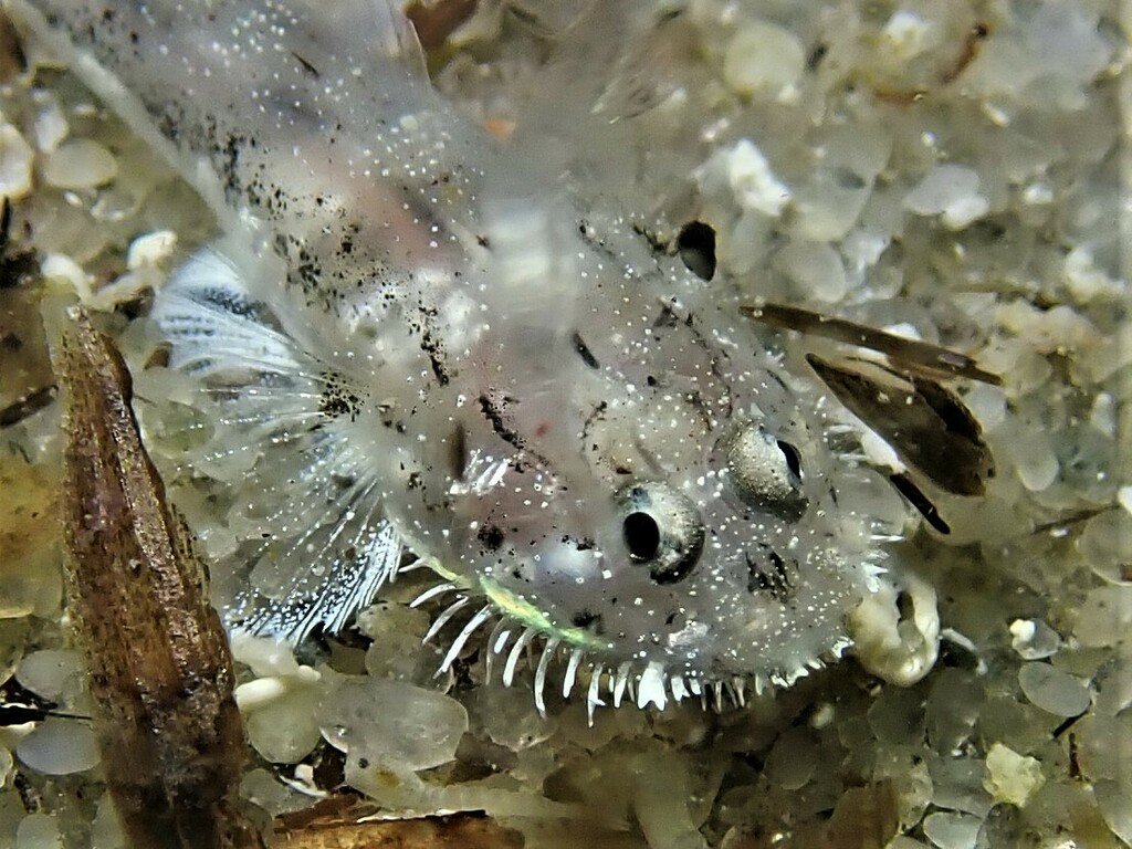 Bearded Goby