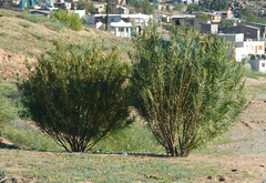 Gomphocarpus fruticosus