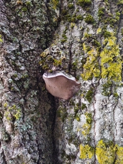 Phellinus tremulae