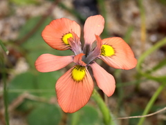Moraea papilionacea